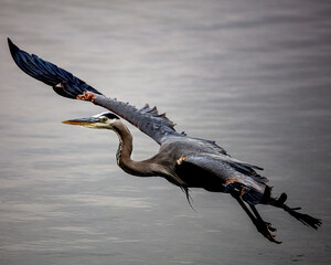 Great Blue Heron Angled Flight
