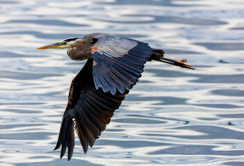 In Flight - Great Blue Heron