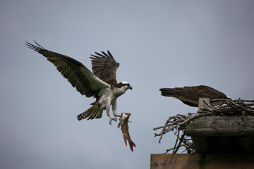 Osprey with fish in talons