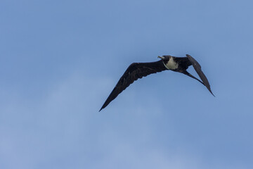 Fragata real volando en un cielo azul