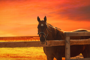 Horse at sunset - orange blurred equistrian background
