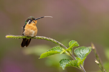 Weißkehlnymphe (White-throated mountaingem)