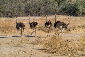 Afrikanische Strauße (Struthio camelus), Namibia