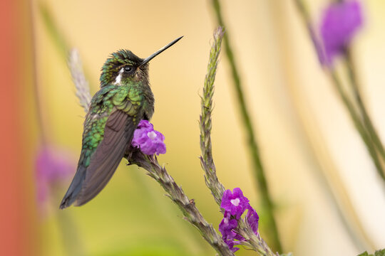 Wei&szlig;kehlnymphe (White-throated mountaingem)