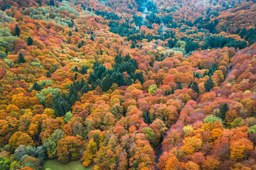 Aerial view of a forest with green, yellow and oranges trees during fall and autumn season, Aiguillier Massif, Orcival, Rochefort Montagne, Puy de dome, Auvergne, France.