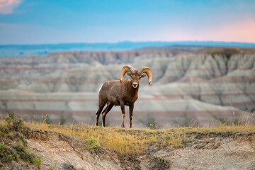 Fototapeta premium Big Horn Ram Stare
