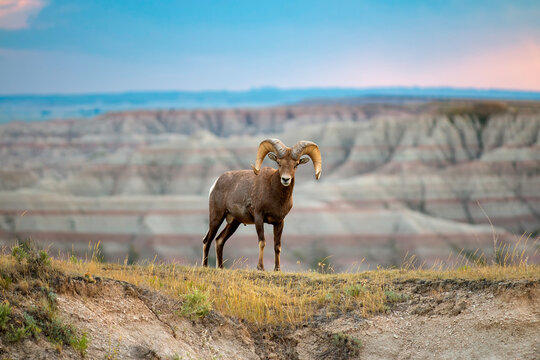 Big Horn Ram Stare