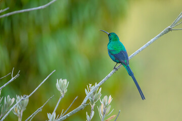 Malachite-Nektarvogel (malachite sunbird)
