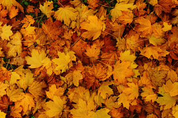 Naklejka na ściany i meble maple leaves in autumn on the ground