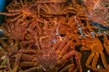 Fresh Japanese hair crab, King Crab of Hokkaido, Japan , Fresh Red King Crab