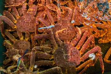 Fresh Japanese hair crab, King Crab of Hokkaido, Japan , Fresh Red King Crab