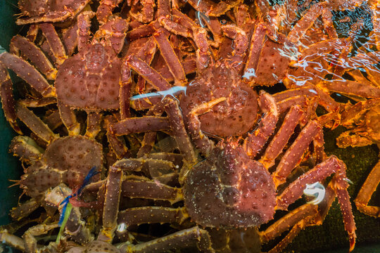 Fresh Japanese Hair Crab, King Crab Of Hokkaido, Japan , Fresh Red King Crab