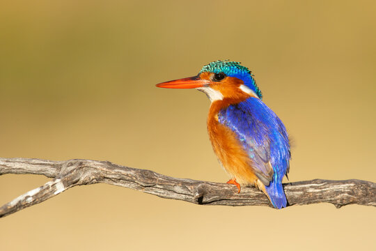 Haubenzwergfischer (malachite kingfisher)