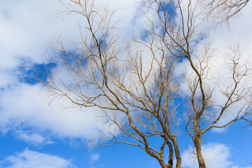 Beautiful landscape Winter scene of leafless trees with clear blue sky in Hokkaido Japan