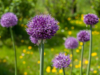 Blooming beautiful decorative garlic on a green background, a sunny summer day