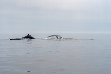 Fototapeta premium Whale watching in Quebec Canada