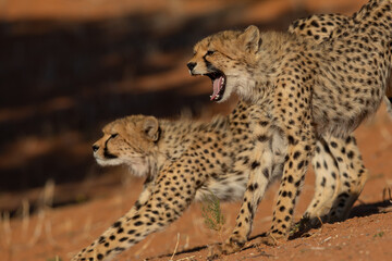 Gepard (cheetah) © Duest