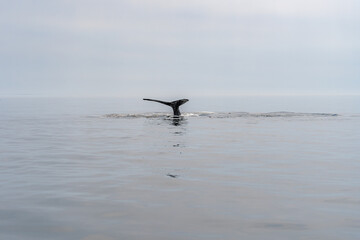 Whale watching in Quebec Canada