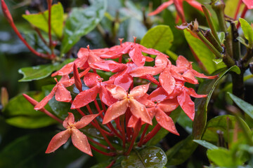 Primer plano de florecientes flores de jazmín de las Indias Occidentales