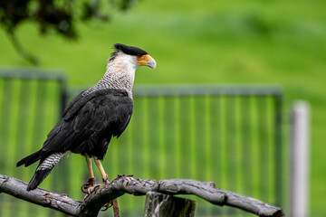 Caracara plancus or Crested Caracara standing on a branch watching over the hills
