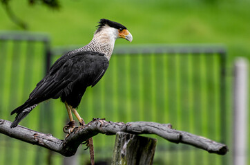 Caracara plancus or Crested Caracara standing on a branch watching over the hills
