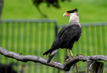 Caracara plancus or Crested Caracara standing on a branch watching over the hills
