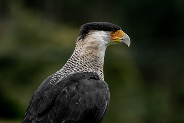 Caracara plancus or Crested Caracara standing on a branch watching over the hills
