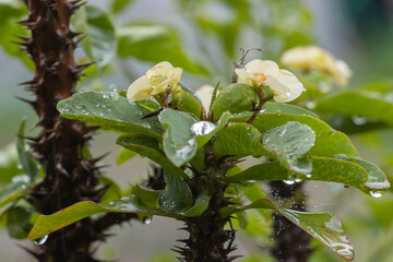 Primer plano de gotas de lluvia sobre una delicada flor después de una llovizna