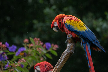 Captive Red scarlet macaw on branch, colorful parrot bird. 
