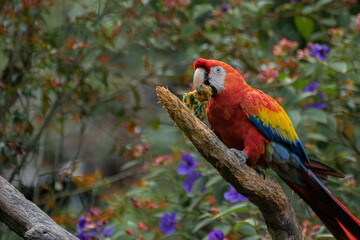 Captive Red scarlet macaw on branch, colorful parrot bird. 
