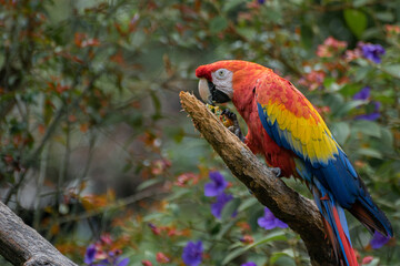 Captive Red scarlet macaw on branch, colorful parrot bird. 
