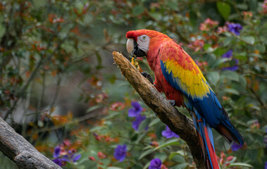 Captive Red scarlet macaw on branch, colorful parrot bird. 
