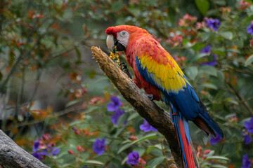Captive Red scarlet macaw on branch, colorful parrot bird. 
