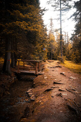 Fototapeta premium autumn in the forest of Valle D'Aosta