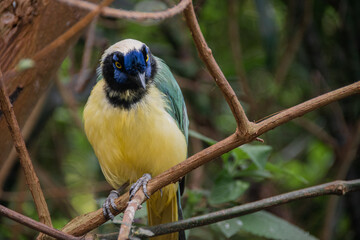 Yellow Bird, black and blue head, wild nature. Green Jay, Cyanocorax yncas, wild nature, Beautiful bird from Central America.
