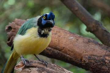 Yellow Bird, black and blue head, wild nature. Green Jay, Cyanocorax yncas, wild nature, Beautiful bird from Central America.
