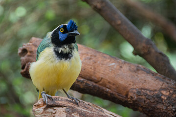Yellow Bird, black and blue head, wild nature. Green Jay, Cyanocorax yncas, wild nature, Beautiful bird from Central America.
