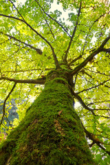 Looking up a Ginkgo tree into its canopy of lime green leaves.