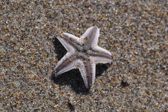 estrela do mar