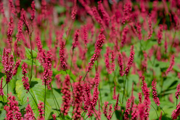 Selective focus of red flower Persicaria amplexicaulis in the garden with soft sunlight, Knotweed...