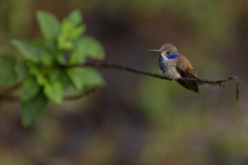 Veilchenohrkolibri (brown violetear) Costa Rica