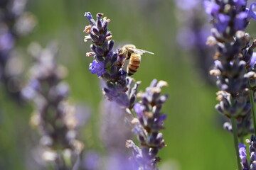 Bee collecting pollen from a purple lavender plant. 