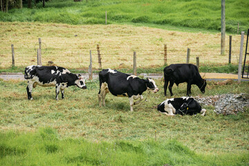 Cows laying down in a rural field with grass
