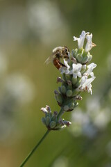 Bee collecting pollen from a purple lavender plant. 