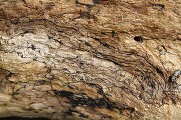 Close up of the bark of a tree. 