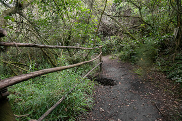 Green foliage outdoor mountains on a rainy day
