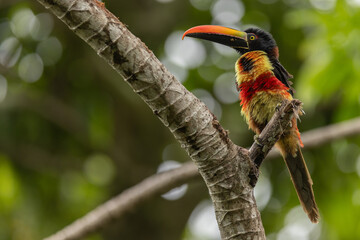 Feuerschnabelarassari (Fiery-billed Aracari) Costa Rica © Duest