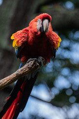Captive Red scarlet macaw on branch, colorful parrot bird. 
