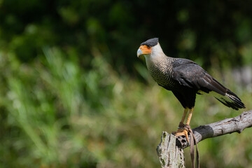 Caracara plancus or Crested Caracara standing on a branch watching over the hills
