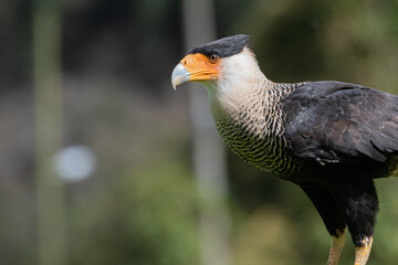 Caracara plancus or Crested Caracara standing on a branch watching over the hills
